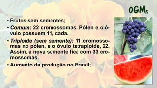 • Frutos sem sementes;
• Comum: 22 cromossomas. Pólen e o ó-
vulo possuem 11, cada.
• Triploide (sem semente): 11 cromosso-
mas no pólen, e o óvulo tetraploide, 22.
Assim, a nova semente fica com 33 cro-
mossomas.
• Aumento da produção no Brasil;
 