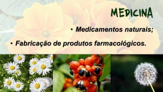 • Medicamentos naturais;
• Fabricação de produtos farmacológicos.
 