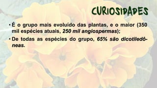 • É o grupo mais evoluído das plantas, e o maior (350
mil espécies atuais, 250 mil angiospermas);
• De todas as espécies do grupo, 65% são dicotiledô-
neas.
 