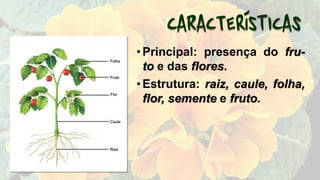 •Principal: presença do fru-
to e das flores.
•Estrutura: raiz, caule, folha,
flor, semente e fruto.
 