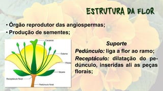 • Órgão reprodutor das angiospermas;
• Produção de sementes;
Suporte
Pedúnculo: liga a flor ao ramo;
Receptáculo: dilatação do pe-
dúnculo, inseridas ali as peças
florais;
 