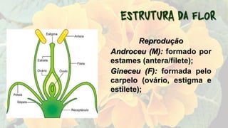 Reprodução
Androceu (M): formado por
estames (antera/filete);
Gineceu (F): formada pelo
carpelo (ovário, estigma e
estilete);
 