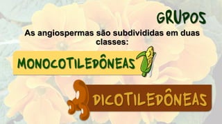 As angiospermas são subdivididas em duas
classes:
 