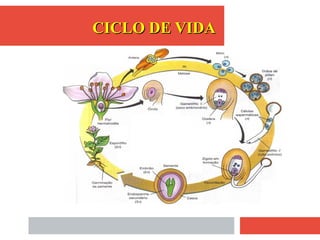 CICLO DE VIDACICLO DE VIDA
 