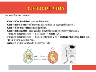 Observações importantes:
- Gametófito feminino: saco embrionário.
- Gameta feminino: oosfera (uma das células do saco embrionário).
- Gametófito masculino: grão de pólen.
- Gameta masculino: duas células espermáticas (núcleos reprodutivos).
- 1º núcleo espermático (n) + oosfera (n) = zigoto (2n).
- 2º núcleo espermático (n) + núcleo polares (n e n) = endosperma secundário (3n).
- Fruto: ovário desenvolvido.
- Semente: óvulo fecundado e desenvolvido.
CICLO DE VIDACICLO DE VIDA
 