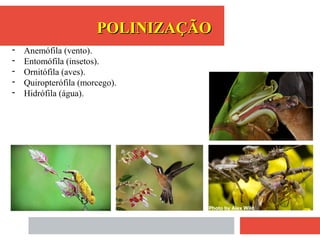 - Anemófila (vento).
- Entomófila (insetos).
- Ornitófila (aves).
- Quiropterófila (morcego).
- Hidrófila (água).
POLINIZAÇÃOPOLINIZAÇÃO
 