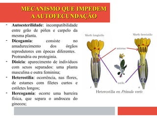 - Autoesterilidade: incompatibilidade
entre grão de pólen e carpelo da
mesma planta.
- Dicogamia: consiste no
amadurecimento dos órgãos
reprodutores em épocas diferentes.
Protrandria ou protoginia.
- Dioicia: aparecimento de indivíduos
com sexos separados: uma planta
masculina e outra feminina;
- Heterostilia: ocorrência, nas flores,
de estames com filetes curtos e
estiletes longos;
- Hercogamia: ocorre uma barreira
física, que separa o androceu do
gineceu;
MECANISMO QUE IMPEDEMMECANISMO QUE IMPEDEM
AAUTOFECUNDAÇÃOAAUTOFECUNDAÇÃO
 