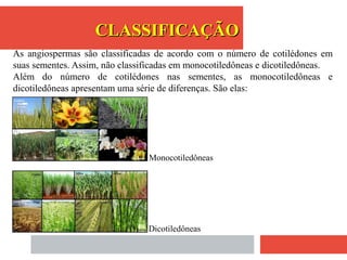 As angiospermas são classificadas de acordo com o número de cotilédones em
suas sementes. Assim, não classificadas em monocotiledôneas e dicotiledôneas.
Além do número de cotilédones nas sementes, as monocotiledôneas e
dicotiledôneas apresentam uma série de diferenças. São elas:
Monocotiledôneas
Dicotiledôneas
CLASSIFICAÇÃOCLASSIFICAÇÃO
 