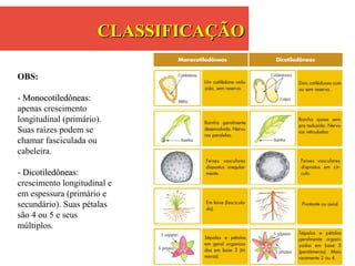 OBS:
- MonocotiledôneasMonocotiledôneas:
apenas crescimento
longitudinal (primário).
Suas raízes podem se
chamar fasciculada ou
cabeleira.
- DicotiledôneasDicotiledôneas:
crescimento longitudinal e
em espessura (primário e
secundário). Suas pétalas
são 4 ou 5 e seus
múltiplos.
CLASSIFICAÇÃOCLASSIFICAÇÃO
 