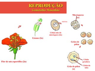 meiose
Estame (2n)
Célula mãe do
micrósporo (2n)
Micrósporos
(n)
Grãos de
pólen
Flor de um esporófito (2n)
Grão de pólen
(n)
Célula
geradora
Célula do
tubo
REPRODUÇÃOREPRODUÇÃO
Gametófito MasculinoGametófito Masculino
 