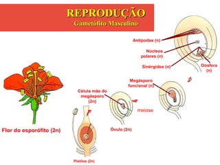 Flor do esporófito (2n)
Pistilos (2n)
Óvulo (2n)
Célula mãe do
megásporo
(2n)
Megásporo
funcional (n)
Antípodas (n)
Sinérgides (n) Oosfera
(n)
Núcleos
polares (n)
meiose
REPRODUÇÃOREPRODUÇÃO
Gametófito MasculinoGametófito Masculino
 