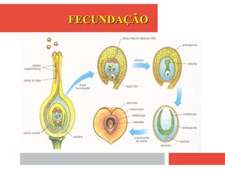FECUNDAÇÃOFECUNDAÇÃO
 