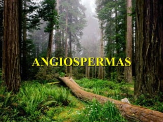 ANGIOSPERMASANGIOSPERMAS
 