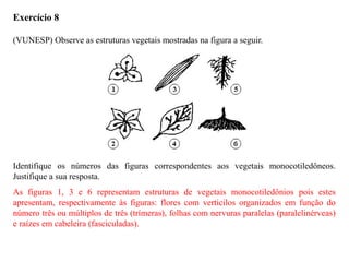 Exercício 8
(VUNESP) Observe as estruturas vegetais mostradas na figura a seguir.
Identifique os números das figuras correspondentes aos vegetais monocotiledôneos.
Justifique a sua resposta.
As figuras 1, 3 e 6 representam estruturas de vegetais monocotiledônios pois estes
apresentam, respectivamente às figuras: flores com verticilos organizados em função do
número três ou múltiplos de três (trímeras), folhas com nervuras paralelas (paralelinérveas)
e raízes em cabeleira (fasciculadas).
 