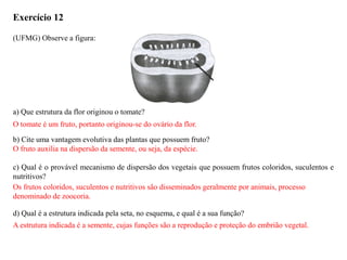 Exercício 12
(UFMG) Observe a figura:
a) Que estrutura da flor originou o tomate?
b) Cite uma vantagem evolutiva das plantas que possuem fruto?
c) Qual é o provável mecanismo de dispersão dos vegetais que possuem frutos coloridos, suculentos e
nutritivos?
d) Qual é a estrutura indicada pela seta, no esquema, e qual é a sua função?
O tomate é um fruto, portanto originou-se do ovário da flor.
O fruto auxilia na dispersão da semente, ou seja, da espécie.
Os frutos coloridos, suculentos e nutritivos são disseminados geralmente por animais, processo
denominado de zoocoria.
A estrutura indicada é a semente, cujas funções são a reprodução e proteção do embrião vegetal.
 