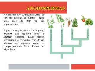 Atualmente são conhecidas cerca de
350 mil espécies de plantas - desse
total, mais de 250 mil são
angiospermas.
A palavra angiosperma vem do grego
angeios, que significa 'bolsa', e
sperma, 'semente'. Essas plantas
representam o grupo mais variado em
número de espécies entre os
componentes do Reino Plantae ou
Metaphyta.
ANGIOSPERMASANGIOSPERMAS
 
