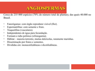 ANGIOSPERMASANGIOSPERMAS
Cerca de 235 000 espécies (70% do número total de plantas), das quais 40.000 no
Brasil.
- Fanerógamas: com órgão reprodutor visível (flor).
- Espermatófitas: com semente e fruto.
- Traqueófitas (vasculares).
- Independentes de água para fecundação.
- Formam o tubo polínico (sifonogamia).
- Hábitat – maioria terrestre, muitas dulcícolas, raramente marinhas.
- Disseminação por frutos e sementes.
- Divididas em: monocotiledôneas e dicotiledôneas.
 