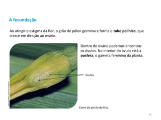 A fecundação
Dentro do ovário podemos encontrar
os óvulos. No interior do óvulo está a
oosfera, o gameta feminino da planta.
Corte do pistilo do lírio.
Ao atingir o estigma da flor, o grão de pólen germina e forma o tubo polínico, que
cresce em direção ao ovário.
óvulos
FABIOCOLOMBINI/ACERVODOFOTÓGRAFO
10
 