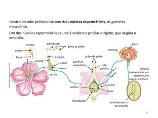 Dentro do tubo polínico existem dois núcleos espermáticos, os gametas
masculinos.
Um dos núcleos espermáticos se une à oosfera e produz o zigoto, que origina o
embrião.
antera
filete
estame polinização
grãos de pólen
estilete
estigma
ovário
óvulo
pistilo
gametas
masculinos
grãos de pólen
tubo
polínico
ovário
óvulo
oosfera
fecundação
semente
fruto
embrião dentro
da semente
Form
a-se o
zigoto.
O óvulo
desenvolve-se em
semente, e o
ovário, em fruto.
HIROESASAKI/ARQUIVODAEDITORA
11
 