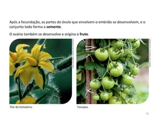 Após a fecundação, as partes do óvulo que envolvem o embrião se desenvolvem, e o
conjunto todo forma a semente.
Flor do tomateiro. Tomates.
O ovário também se desenvolve e origina o fruto.
FABIOCOLOMBINI/ACERVODOFOTÓGRAFO
KZENON/SHUTTERSTOCK/GLOWIMAGES
12
 