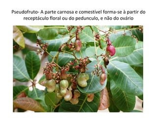 Pseudofruto- A parte carnosa e comestível forma-se à partir do
receptáculo floral ou do pedunculo, e não do ovário
 