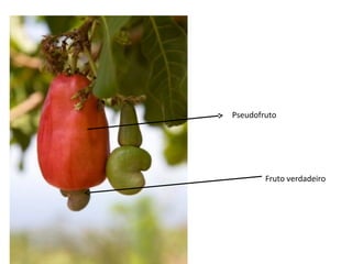 Pseudofruto
Fruto verdadeiro
 