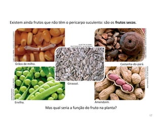 Existem ainda frutos que não têm o pericarpo suculento: são os frutos secos.
Mas qual seria a função do fruto na planta?
Grãos de milho.
FABIOCOLOMBINI/ACERVODOFOTÓGRAFO
Castanha-do-pará.
FABIOCOLOMBINI/ACERVODOFOTÓGRAFO
Ervilha.
SUPERTROOPER/
SHUTTERSTOCK/GLOWIMAGES
Amendoim.
STEYNO&STITCH/
SHUTTERSTOCK/GLOWIMAGES
Girassol.
ALAETTIN YILDIRIM /
SHUTTERSTOCK / GLOW IMAGES
17
 