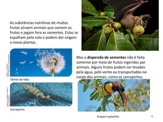 As substâncias nutritivas de muitos
frutos atraem animais que comem os
frutos e jogam fora as sementes. Estas se
espalham pelo solo e podem dar origem
a novas plantas.
Mas a dispersão de sementes não é feita
somente por meio de frutos ingeridos por
animais. Alguns frutos podem ser levados
pela água, pelo vento ou transportados no
corpo dos animais, como os carrapichos.
Carrapicho.
Dente-de-leão.
FABIOCOLOMBINI/ACERVODO
FOTÓGRAFO
FABIOCOLOMBINI/ACERVO
DOFOTÓGRAFO
BRIANA.JACKSON/
SHUTTERSTOCK/GLOWIMAGES
18Araçari-castanho.
 