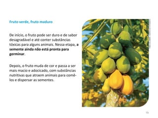 Fruto verde, fruto maduro
Mamoeiro com mamões.
Depois, o fruto muda de cor e passa a ser
mais macio e adocicado, com substâncias
nutritivas que atraem animais para comê-
los e dispersar as sementes.
De início, o fruto pode ser duro e de sabor
desagradável e até conter substâncias
tóxicas para alguns animais. Nessa etapa, a
semente ainda não está pronta para
germinar.
FABIOCOLOMBINI/ACERVODOFOTÓGRAFO
19
 