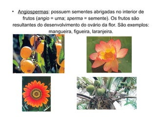 • Angiospermas: possuem sementes abrigadas no interior de
frutos (angio = urna; sperma = semente). Os frutos são
resultantes do desenvolvimento do ovário da flor. São exemplos:
mangueira, figueira, laranjeira.
 