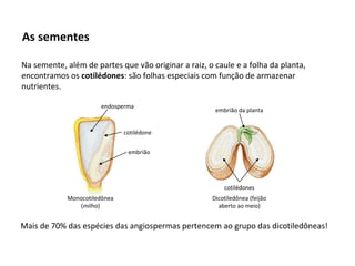 As sementes
Mais de 70% das espécies das angiospermas pertencem ao grupo das dicotiledôneas!
Na semente, além de partes que vão originar a raiz, o caule e a folha da planta,
encontramos os cotilédones: são folhas especiais com função de armazenar
nutrientes.
endosperma
cotilédone
embrião
Monocotiledônea
(milho)
Dicotiledônea (feijão
aberto ao meio)
embrião da planta
cotilédones
 