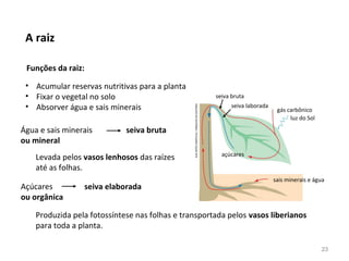 Água e sais minerais seiva bruta
ou mineral
Açúcares seiva elaborada
ou orgânica
A raiz
• Acumular reservas nutritivas para a planta
• Fixar o vegetal no solo
• Absorver água e sais minerais
Funções da raiz:
Levada pelos vasos lenhosos das raízes
até as folhas.
Produzida pela fotossíntese nas folhas e transportada pelos vasos liberianos
para toda a planta.
açúcares
sais minerais e água
luz do Sol
gás carbônico
seiva laborada
seiva bruta
KLNARTESGRÁFICAS/ARQUIVODAEDITORA
23
 