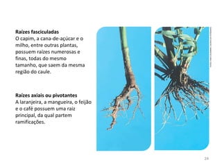 Raízes fasciculadas
O capim, a cana-de-açúcar e o
milho, entre outras plantas,
possuem raízes numerosas e
finas, todas do mesmo
tamanho, que saem da mesma
região do caule.
Raízes axiais ou pivotantes
A laranjeira, a mangueira, o feijão
e o café possuem uma raiz
principal, da qual partem
ramificações.
FOTOS:FABIOCOLOMBINI/ACERVODOFOTÓGRAFO
24
 