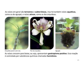 As raízes em geral são terrestres e subterrâneas, mas há também raízes aquáticas,
como as do aguapé, e raízes aéreas, como as das orquídeas.
As raízes crescem para baixo, ou seja, apresentam geotropismo positivo. Essa reação
é controlada por substâncias químicas chamadas hormônios.
Flor da orquídea.Orquídea jovem com raiz. Aguapé.
FOTOS:FABIOCOLOMBINI/ACERVODOFOTÓGRAFO
25
 