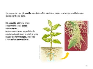 Na ponta da raiz há a coifa, que tem a forma de um capuz e protege as células que
estão por baixo dela.
Há a região pilífera, onde
encontram-se os pelos
absorventes
(que aumentam a superfície de
contato da raiz com o solo), e uma
região de ramificação, de onde
saem raízes secundárias. INGEBORGASBACH/ARQUIVODAEDITORA
STEVEGSCHMEISSNER/SPL/LATINSTOCK
26
 