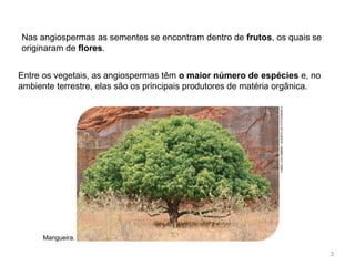 Nas angiospermas as sementes se encontram dentro de frutos, os quais se
originaram de flores.
Entre os vegetais, as angiospermas têm o maior número de espécies e, no
ambiente terrestre, elas são os principais produtores de matéria orgânica.
Mangueira.
FABIOCOLOMBINI/ACERVODOFOTÓGRAFO
3
 