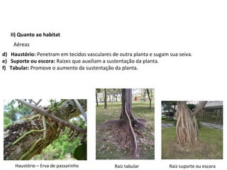 II) Quanto ao habitat
Aéreas
d) Haustório: Penetram em tecidos vasculares de outra planta e sugam sua seiva.
e) Suporte ou escora: Raízes que auxiliam a sustentação da planta.
f) Tabular: Promove o aumento da sustentação da planta.
Haustório – Erva de passarinho Raiz tabular Raiz suporte ou escora
 