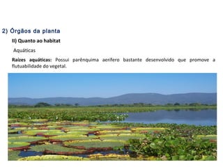 2) Órgãos da planta
II) Quanto ao habitat
Aquáticas
Raízes aquáticas: Possui parênquima aerífero bastante desenvolvido que promove a
flutuabilidade do vegetal.
 