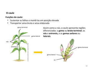 Funções do caule:
Assim como a raiz, o caule apresenta regiões
diferenciadas: a gema ou broto terminal, os
nós e entrenós, e as gemas axilares ou
laterais.
O caule
gema lateral
nós
gema terminal
entrenó
gema lateral
gema terminal
nó
• Sustentar as folhas e mantê-las em posição elevada
• Transportar seiva bruta e seiva elaborada
32
ILUSTRAÇÕES:INGEBORGASBACH/ARQUIVODAEDITORA
 