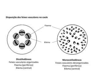 Disposição dos feixes vasculares no caule
Dicotiledôneas
Feixes vasculares organizados
Floema (periférico)
Xilema (central)
Monocotiledôneas
Feixes vasculares desorganizados
Floema (periférico)
Xilema (central)
Floema
Xilema
 