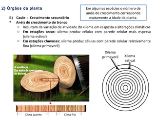 2) Órgãos da planta
B) Caule - Crescimento secundário
 Anéis de crescimento do tronco
o Resultam da variação de atividade do xilema em resposta a alterações climáticas
o Em estações secas: xilema produz células com parede celular mais espessa
(xilema estival)
o Em estações chuvosas: xilema produz células com parede celular relativamente
fina (xilema primaveril)
Clima quente Clima frio
Xilema
estival
Xilema
primaveril
Em algumas espécies o número de
anéis de crescimento corresponde
exatamente a idade da planta.
 