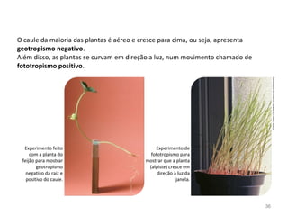 O caule da maioria das plantas é aéreo e cresce para cima, ou seja, apresenta
geotropismo negativo.
Além disso, as plantas se curvam em direção a luz, num movimento chamado de
fototropismo positivo.
Experimento feito
com a planta do
feijão para mostrar
geotropismo
negativo da raiz e
positivo do caule.
Experimento de
fototropismo para
mostrar que a planta
(alpiste) cresce em
direção à luz da
janela.
36
FOTOS:FABIOCOLOMBINI/ACERVODOFOTÓGRAFO
 