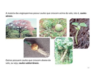 A maioria das angiospermas possui caules que crescem acima do solo, isto é, caules
aéreos.
Outras possuem caules que crescem abaixo do
solo, ou seja, caules subterrâneos.
FOTOS:FABIOCOLOMBINI/ACERVODOFOTÓGRAFO
37
 