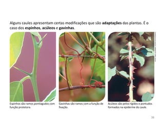 Alguns caules apresentam certas modificações que são adaptações das plantas. É o
caso dos espinhos, acúleos e gavinhas.
Espinhos são ramos pontiagudos com
função protetora.
Acúleos são pelos rígidos e pontudos
formados na epiderme do caule.
Gavinhas são ramos com a função de
fixação.
FOTOS:FABIOCOLOMBINI/ACERVODOFOTÓGRAFO
38
 