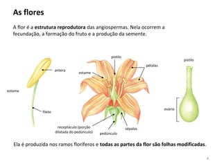 As flores
Ela é produzida nos ramos floríferos e todas as partes da flor são folhas modificadas.
A flor é a estrutura reprodutora das angiospermas. Nela ocorrem a
fecundação, a formação do fruto e a produção da semente.
estame
antera
filete
estame
pistilo
pétalas
sépalas
pedúnculo
receptáculo (porção
dilatada do pedúnculo)
pistilo
ovário
4
 