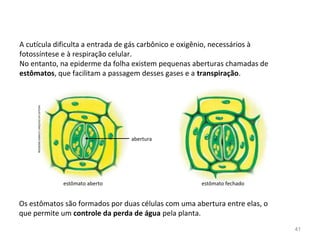 A cutícula dificulta a entrada de gás carbônico e oxigênio, necessários à
fotossíntese e à respiração celular.
No entanto, na epiderme da folha existem pequenas aberturas chamadas de
estômatos, que facilitam a passagem desses gases e a transpiração.
Os estômatos são formados por duas células com uma abertura entre elas, o
que permite um controle da perda de água pela planta.
INGEBORGASBACH/ARQUIVODAEDITORA
abertura
estômato aberto estômato fechado
41
 