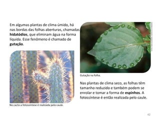 Em algumas plantas de clima úmido, há
nas bordas das folhas aberturas, chamadas
hidatódios, que eliminam água na forma
líquida. Esse fenômeno é chamado de
gutação.
Nas plantas de clima seco, as folhas têm
tamanho reduzido e também podem se
enrolar e tomar a forma de espinhos. A
fotossíntese é então realizada pelo caule.
No cacto a fotossíntese é realizada pelo caule.
Gutação na folha.
FOTOS:FABIOCOLOMBINI/ACERVODOFOTÓGRAFO
42
 