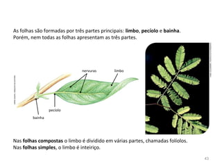 As folhas são formadas por três partes principais: limbo, pecíolo e bainha.
Porém, nem todas as folhas apresentam as três partes.
Nas folhas compostas o limbo é dividido em várias partes, chamadas folíolos.
Nas folhas simples, o limbo é inteiriço.
FABIOCOLOMBINI/ACERVODOFOTÓGRAFO
HIROESASAKI/ARQUIVODAEDITORA
bainha
pecíolo
nervuras limbo
43
 