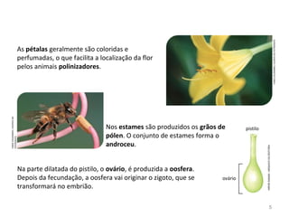 As pétalas geralmente são coloridas e
perfumadas, o que facilita a localização da flor
pelos animais polinizadores.
Nos estames são produzidos os grãos de
pólen. O conjunto de estames forma o
androceu.
Na parte dilatada do pistilo, o ovário, é produzida a oosfera.
Depois da fecundação, a oosfera vai originar o zigoto, que se
transformará no embrião.
pistilo
ovário
HIROESASAKI/ARQUIVODAEDITORA
FABIOCOLOMBINI/ACERVODOFOTÓGRAFO
FABIOCOLOMBINI/ACERVODO
FOTÓGRAFO
5
 