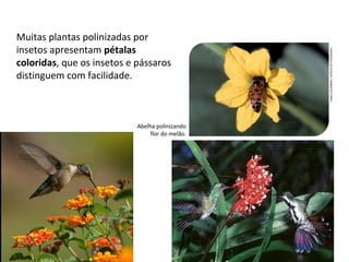 Muitas plantas polinizadas por
insetos apresentam pétalas
coloridas, que os insetos e pássaros
distinguem com facilidade.
Abelha polinizando
flor do melão.
FABIOCOLOMBINI/ACERVODOFOTÓGRAFO
FABIOCOLOMBINI/ACERVODOFOTÓGRAFO
7
 